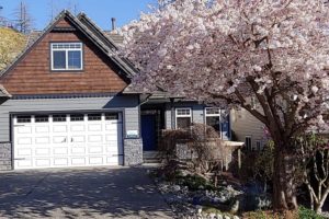 rockridge cherry tree in bloom